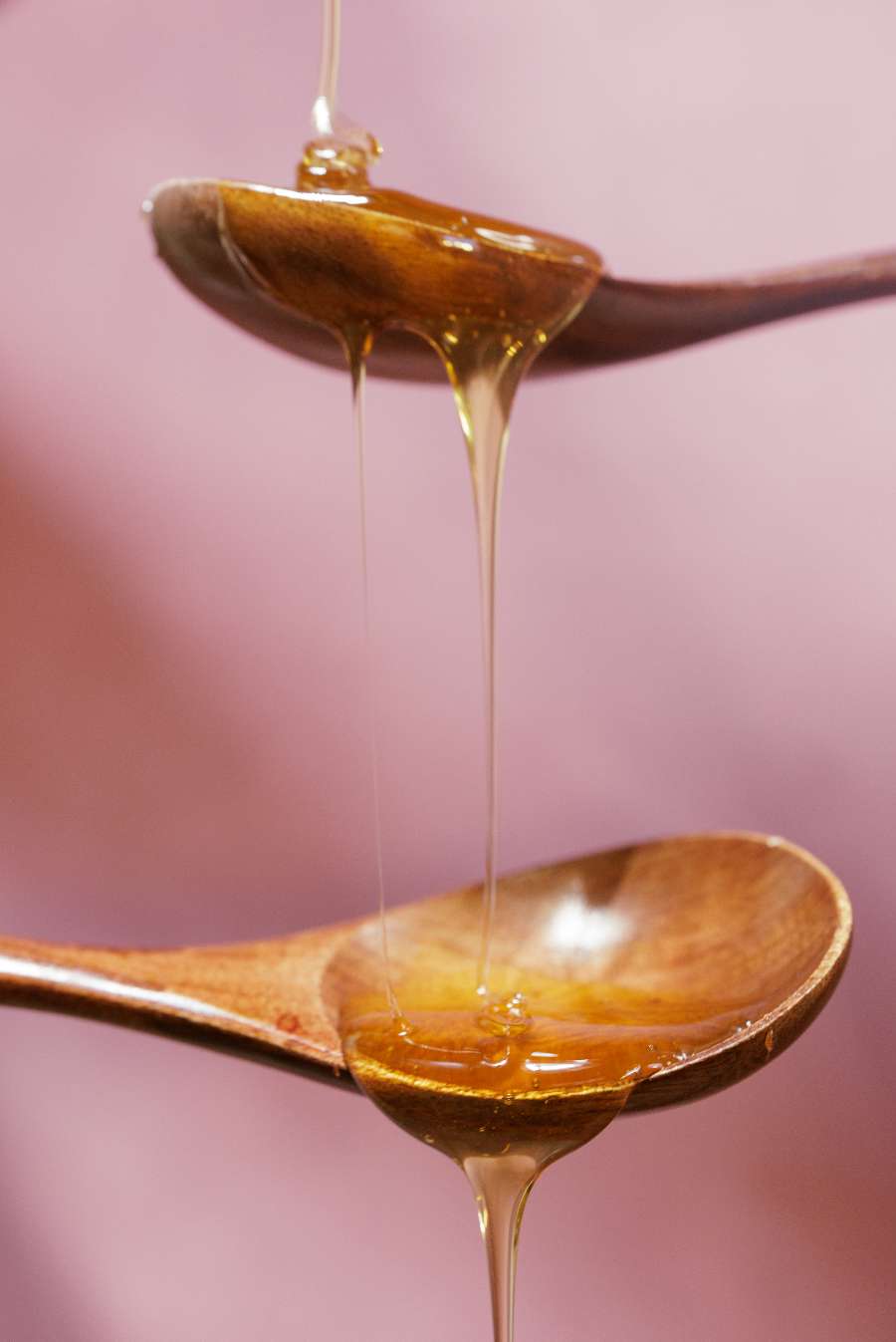 Honey bee